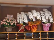 {{brizy_dc_image_alt imageSrc=