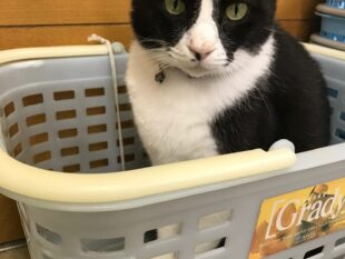 {{brizy_dc_image_alt entityId=