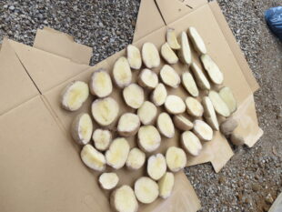 {{brizy_dc_image_alt entityId=